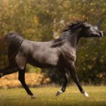 GH Ayah Straight Egyptian Filly