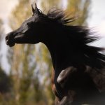 GH Ayah Straight Egyptian Filly