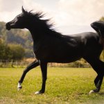 GH Ayah Straight Egyptian Filly