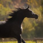 GH Ayah Straight Egyptian Filly