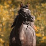 GH Ayah Straight Egyptian Filly