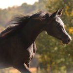 GH Ayah Straight Egyptian Filly