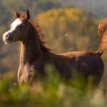 Hakim Al Murad Straight Egyptian Colt