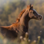 Hakim Al Murad Straight Egyptian Colt