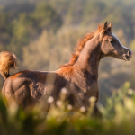 Hakim Al Murad Straight Egyptian Colt