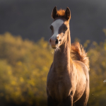 Hakim Al Murad Straight Egyptian Colt