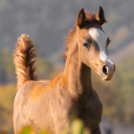 Hakim Al Murad Straight Egyptian Colt