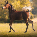 Hayat Al Salim Straight Egyptian Filly