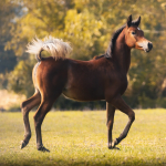 Hayat Al Salim Straight Egyptian Filly