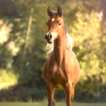 Hayat Al Salim Straight Egyptian Filly