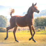 Hayat Al Salim Straight Egyptian Filly