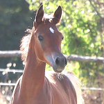 Hayat Al Salim Straight Egyptian Filly
