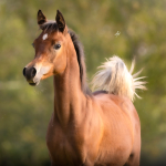 Hayat Al Salim Straight Egyptian Filly