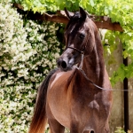TB Jamil Straight Egyptian Stallion