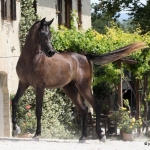 TB Jamil Straight Egyptian Stallion
