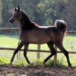 TB Jamil Straight Egyptian Stallion