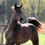 TB Jamil Straight Egyptian Stallion