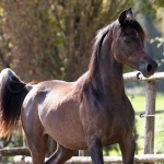 TB Jamil Straight Egyptian Stallion