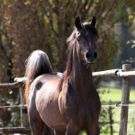 TB Jamil Straight Egyptian Stallion