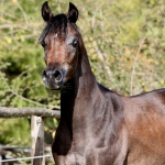 TB Jamil Straight Egyptian Stallion