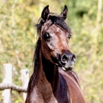 TB Jamil Straight Egyptian Stallion