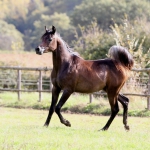 TB Jamil Straight Egyptian Stallion