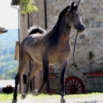 TB Jamil Straight Egyptian Stallion