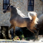 TB Jamil Straight Egyptian Stallion
