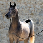 TB Jamil Straight Egyptian Stallion
