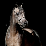 TB Jamil Straight Egyptian Stallion