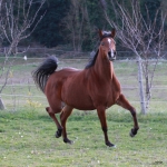 Gabrouka nile (5).JPG