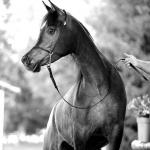 Malhika Elgi straight egyptian mare