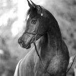 Malhika Elgi straight egyptian mare
