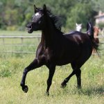 Malhika Elgi straight egyptian mare