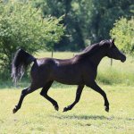 Malhika Elgi straight egyptian mare