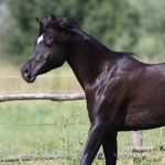 Malhika Elgi straight egyptian mare