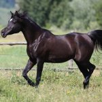 Malhika Elgi straight egyptian mare