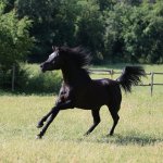 Malhika Elgi straight egyptian mare