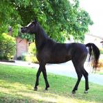 Malhika Elgi straight egyptian mare