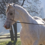 Malik El Nile Straight Egyptian Stallion
