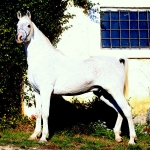 Malik El Nile Straight Egyptian Stallion