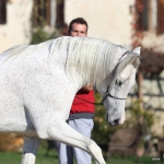 Malik El Nile Straight Egyptian Stallion