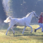 Malik El Nile Straight Egyptian Stallion