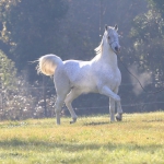 Malik El Nile Straight Egyptian Stallion