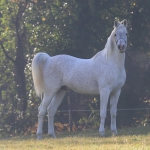 Malik El Nile Straight Egyptian Stallion