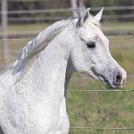 Malik El Nile Straight Egyptian Stallion