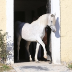Malik El Nile Straight Egyptian Stallion