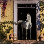 Mansour Al Murad Straight Egyptian Stallion