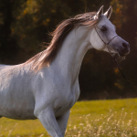 Mansour Al Murad Straight Egyptian Stallion