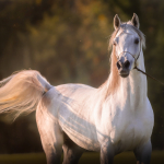 Mansour Al Murad Straight Egyptian Stallion